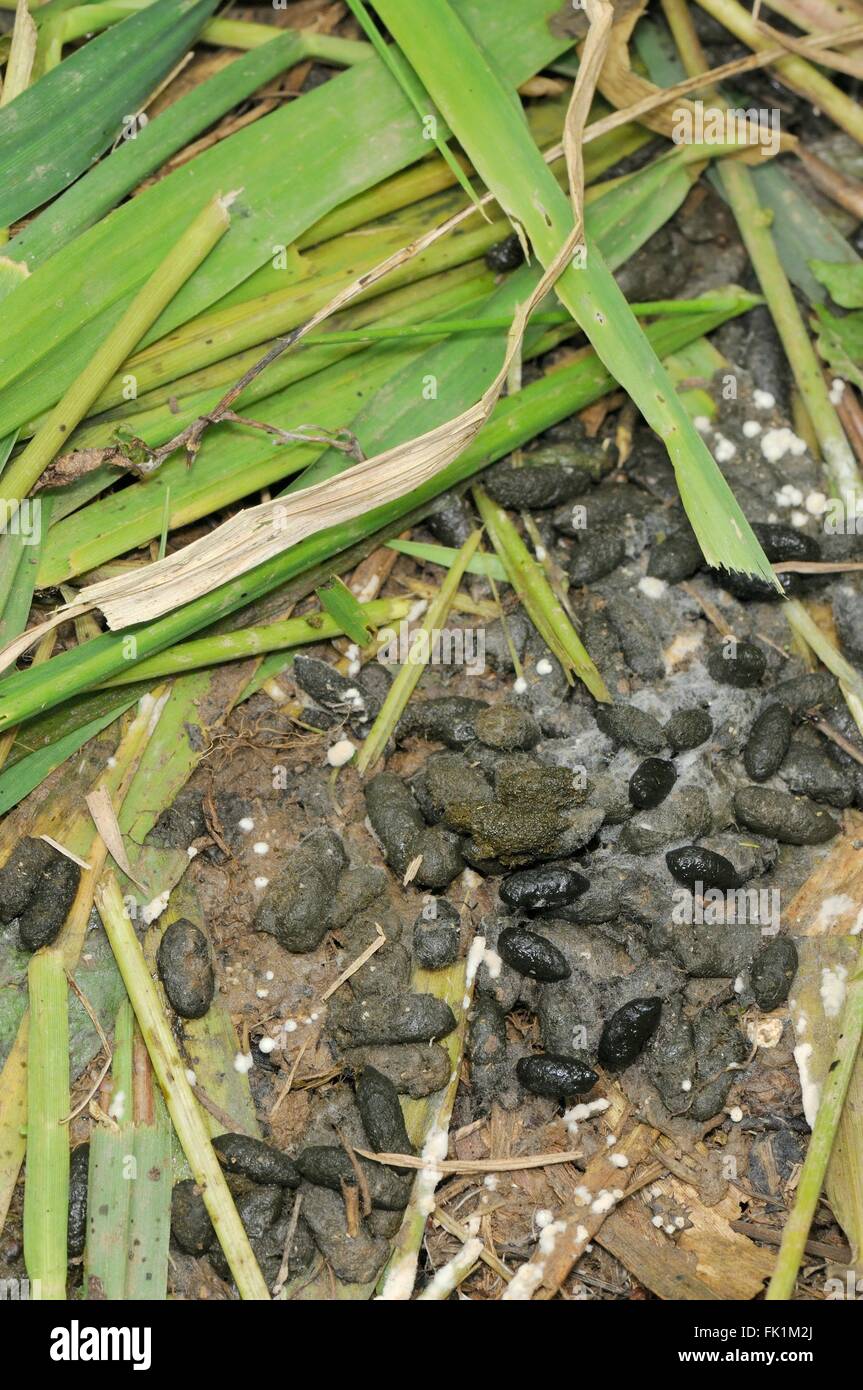 Massa di acqua vole (Arvicola amphibius) Pollina, vecchi e nuovi, in corrispondenza di un canale bank latrina, Bude paludi, Cornwall, Regno Unito Foto Stock