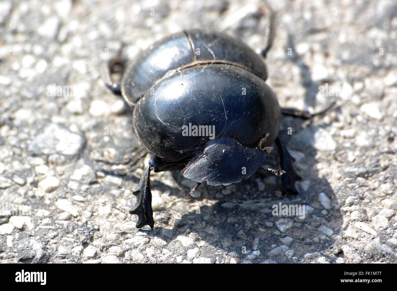 Scarabeo stercorario Foto Stock