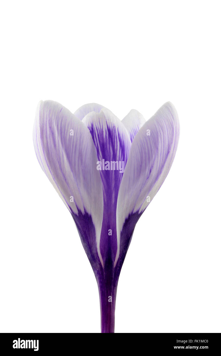 Viola e bianco striato fiore Crocus varietà " Pickwick". Foto Stock