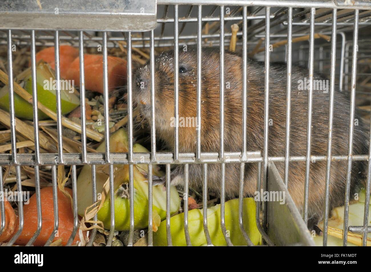 Allevati in cattività acqua vole (Arvicola amphibius) all'interno di una gabbia con Apple e carote per cibo, prima del rilascio in wild , REGNO UNITO. Foto Stock