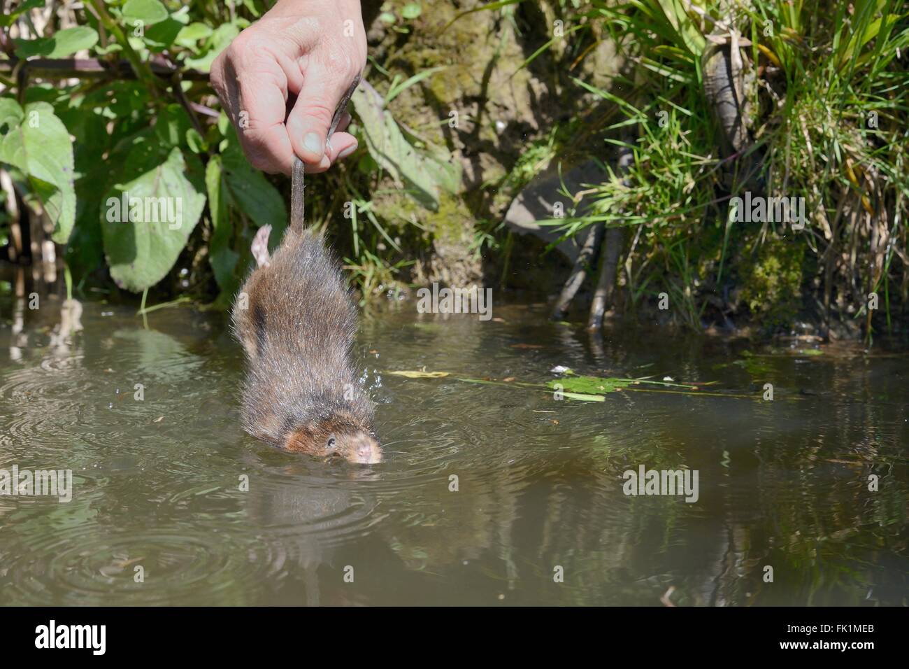 Allevati in cattività acqua vole (Arvicola amphibius) mantenuto dalla sua coda di essere rilasciato in un piccolo lago nel corso di una reintroduzione, Bude, Regno Unito Foto Stock