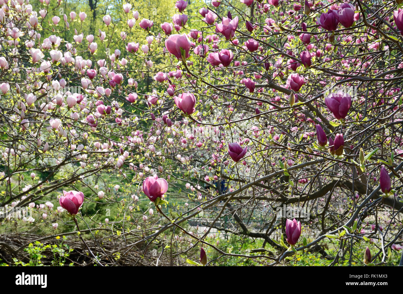 Alberi in fiore di magnolia Foto Stock