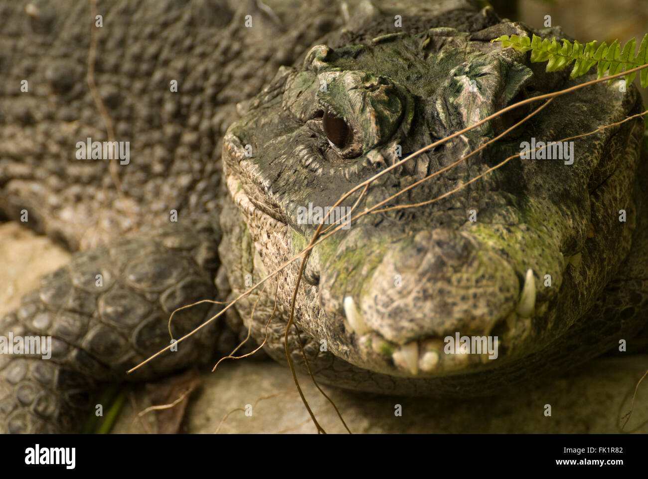 Ritratto di coccodrillo di mostrare a tutti gli animali di insegnare e scale Foto Stock