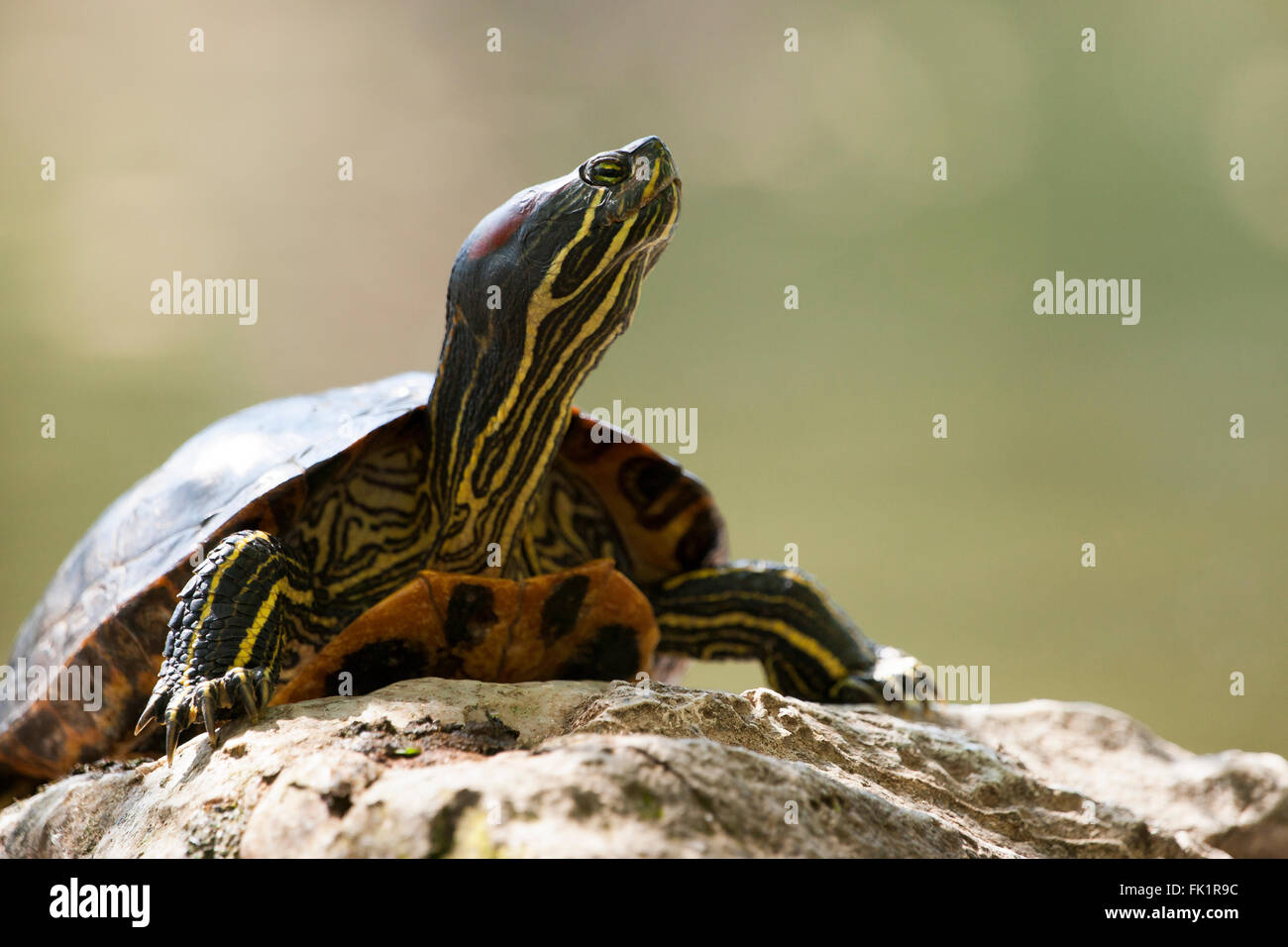 Rosso-eared terrapin sono noti anche come Red-eared cursori Foto Stock