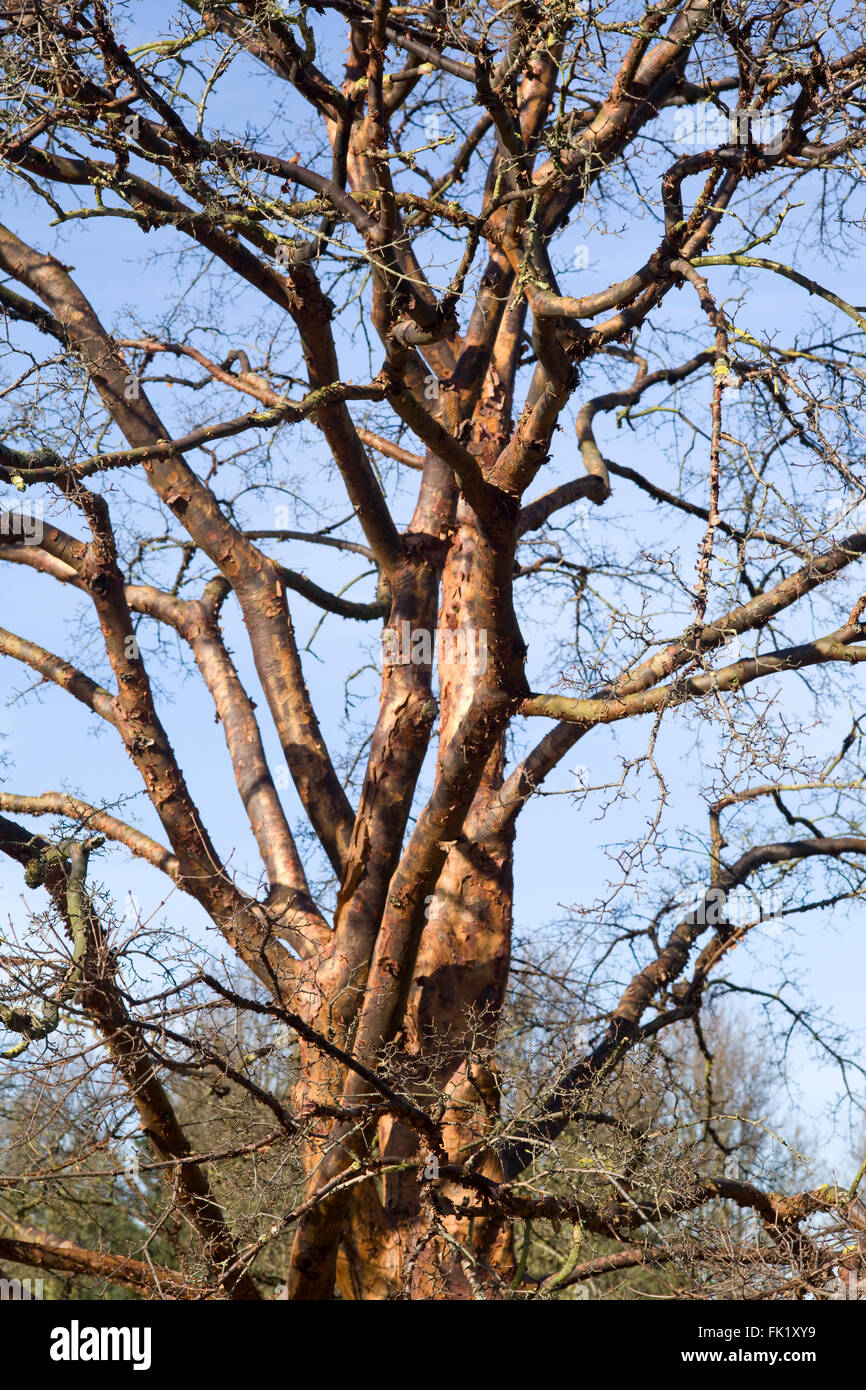 Acer griseum, carta di corteccia di albero di acero Foto Stock