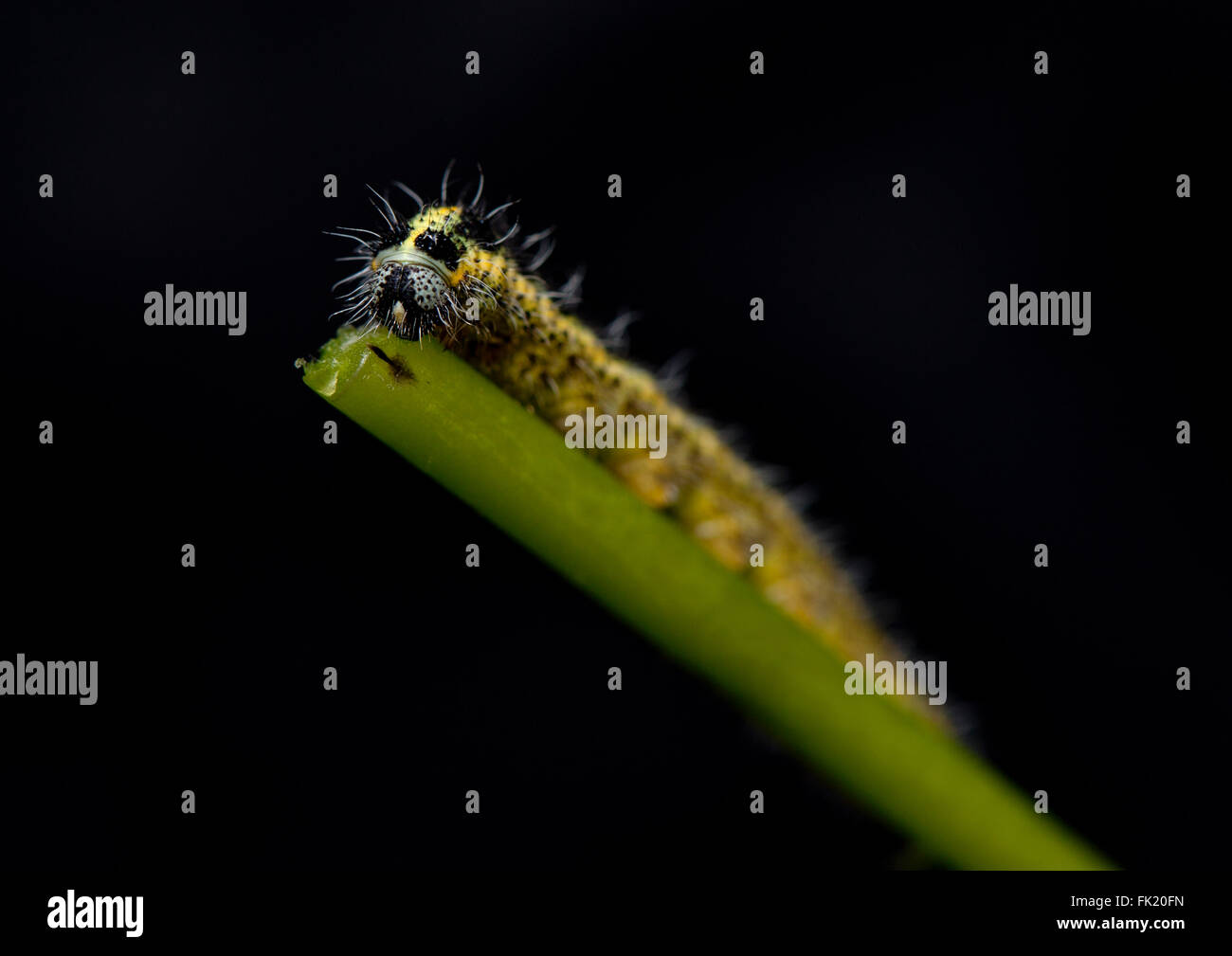 Arrampicata Caterpillar e mangiare una levetta. Foto Stock