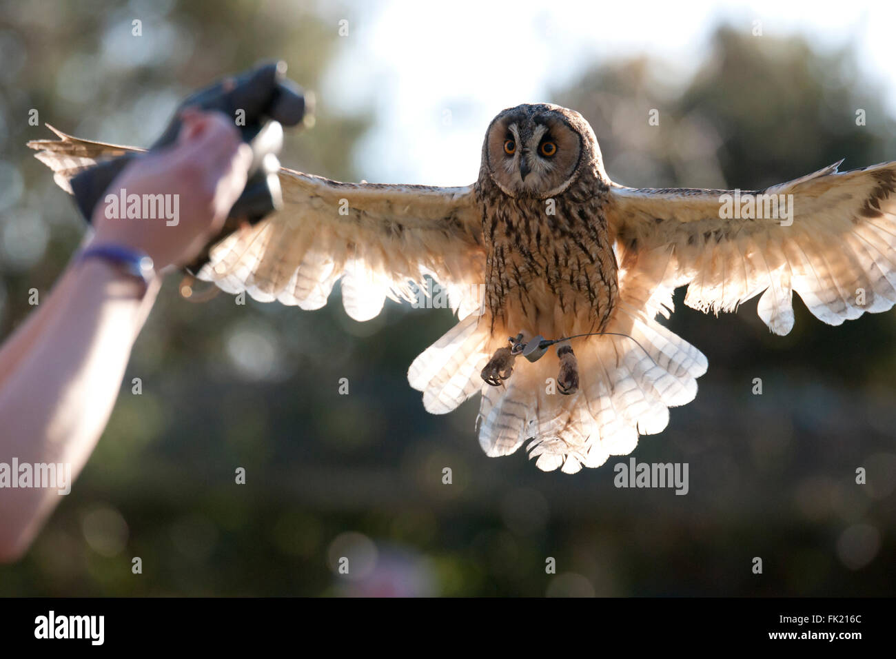 Long eared owl battenti Foto Stock