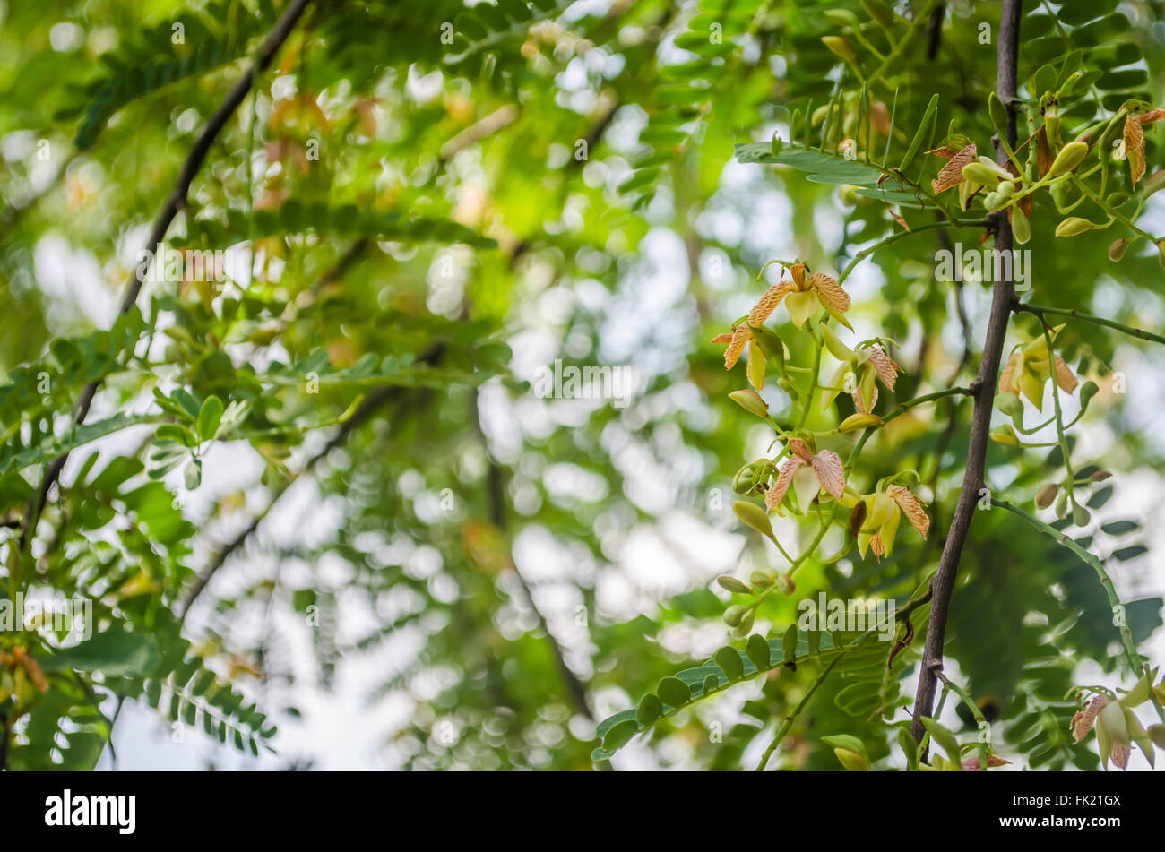 Fiore di tamarindo.La ripresa a fiori e foglie e tamarindo. Foto Stock