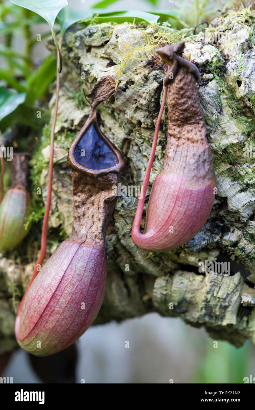 Nepenthes x mixta Monkey Cup tropicale pianta alpina sul display Foto Stock