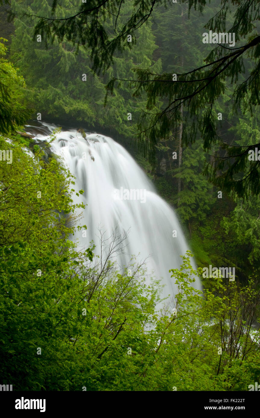 Gatch cade, Mt Jefferson deserto, Willamette National Forest, Oregon Foto Stock