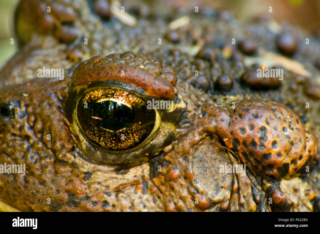 Il rospo occidentale (Anaxyrus boreas), Mt Jefferson deserto, Willamette National Forest, Oregon Foto Stock