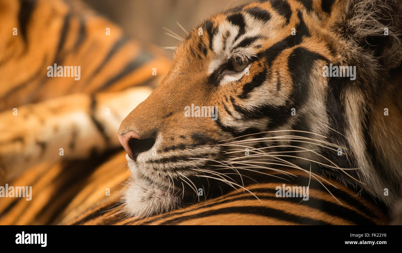 Tigre del Bengala (panthera tigris) poggiante su un altro Foto Stock