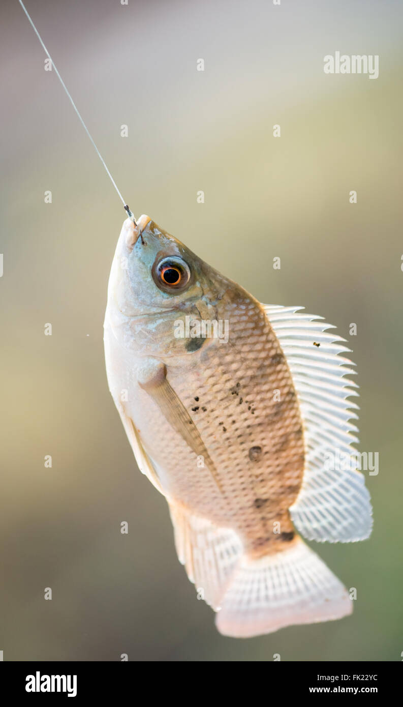 Nile tilapia pesce (Oreochromis nilotica) appesa al gancio Foto Stock