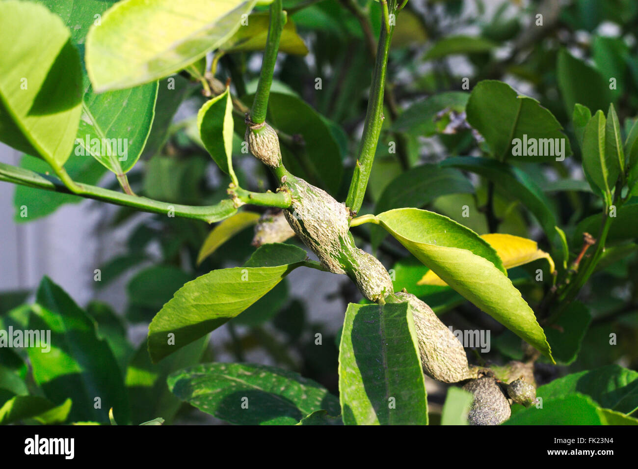 Gall wasp danni sul ramo del giardino un albero di limone. Foto Stock