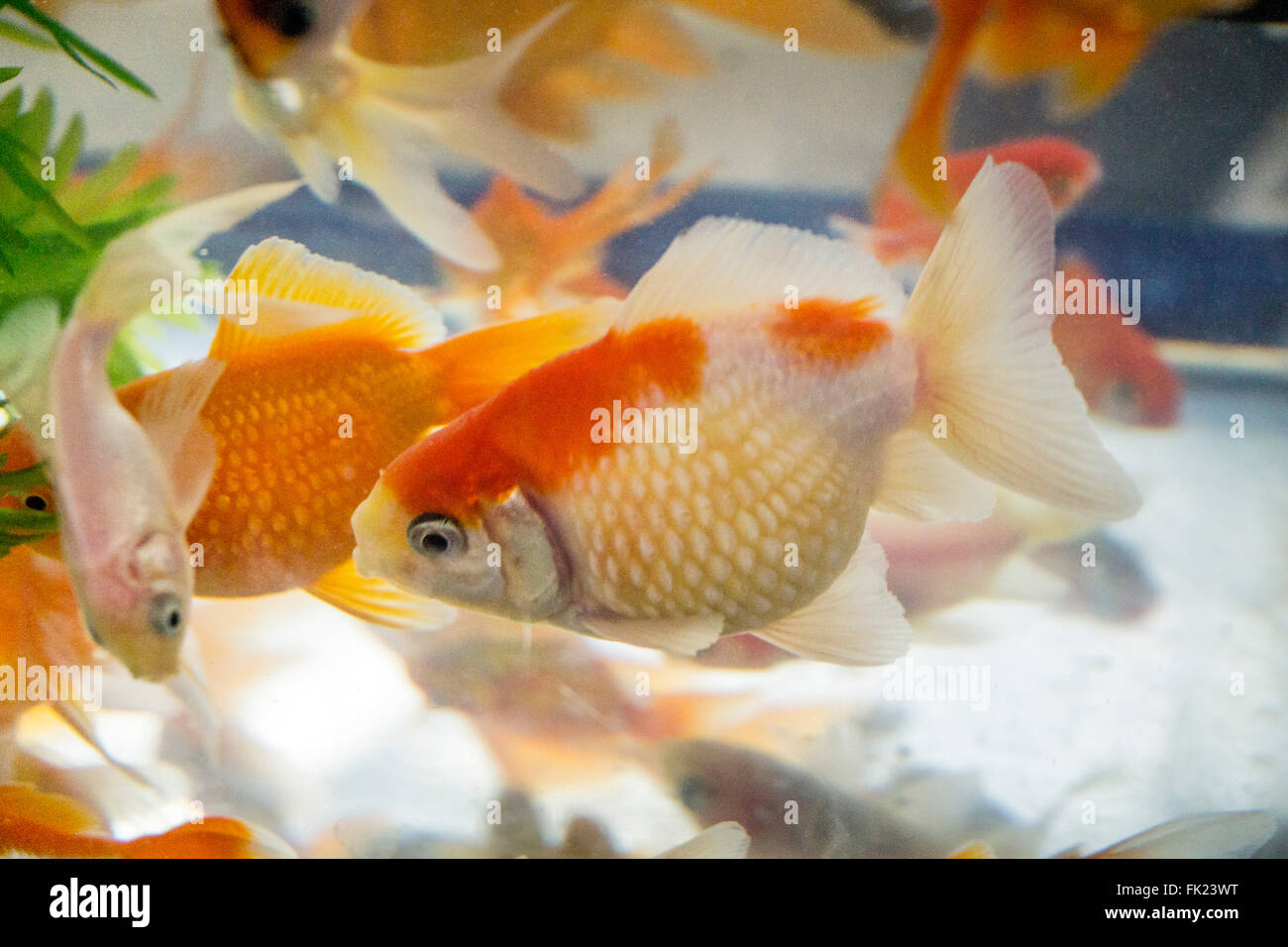 Beautiful golden spotted & rosa venato goldfish nuotare in un grande serbatoio con acqua viva piante circondato dalla luce naturale Foto Stock