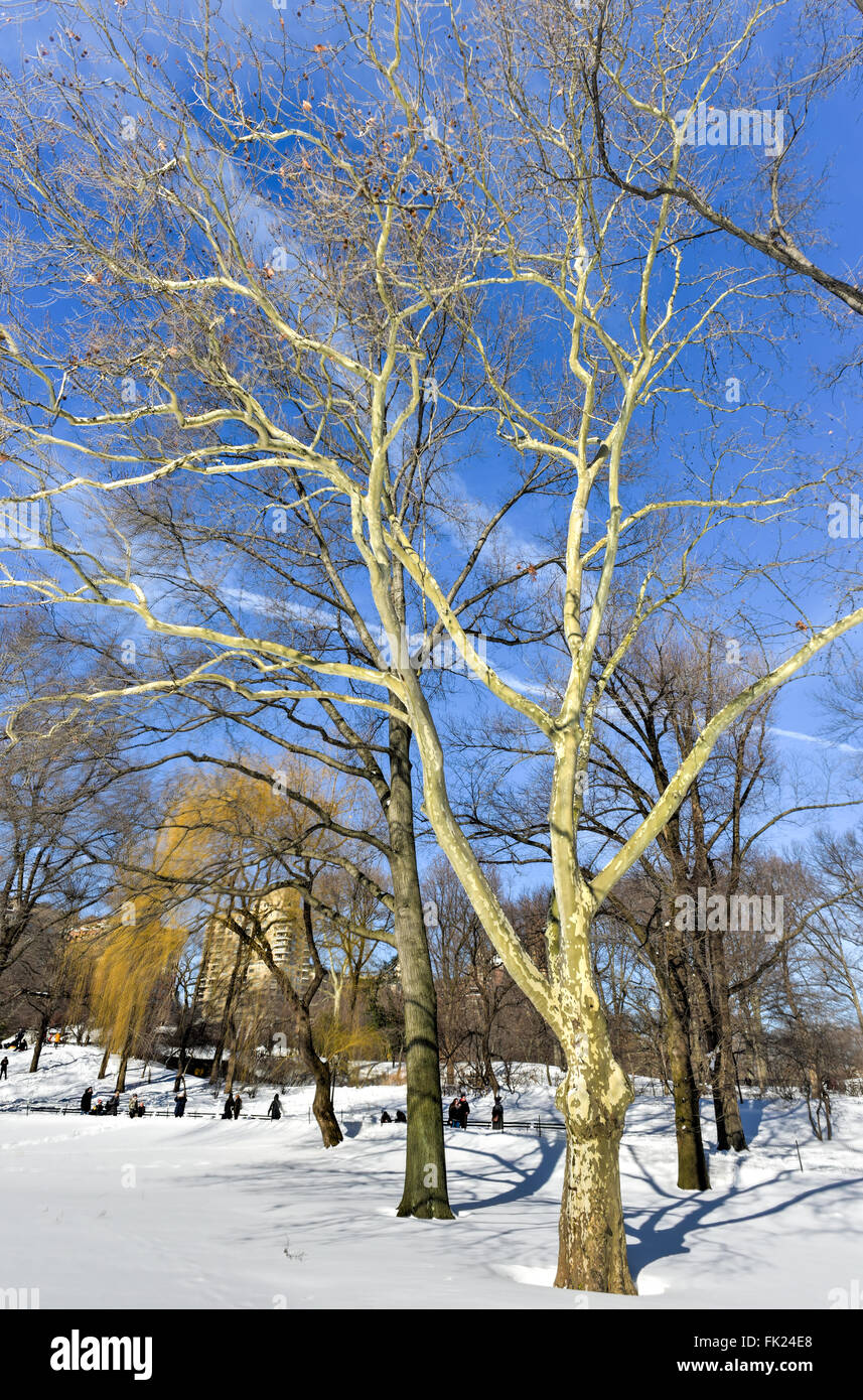 Il Central Park di New York City in inverno coperto da una coltre di neve. Foto Stock