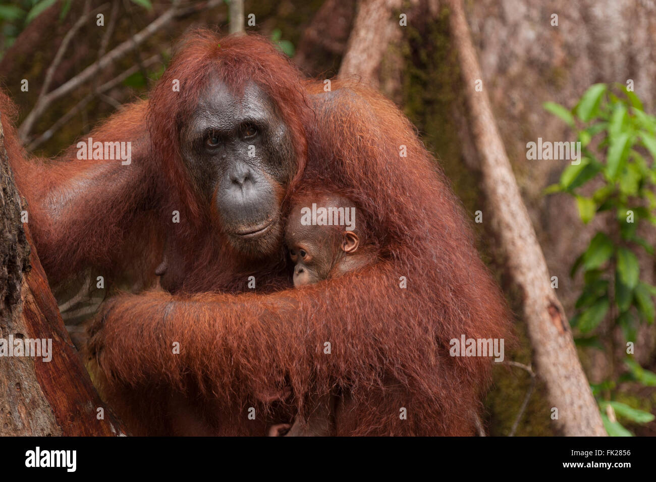 Bornean Orangutan (Pongo pygmaeus wurmbii) - madre e figlio Foto Stock
