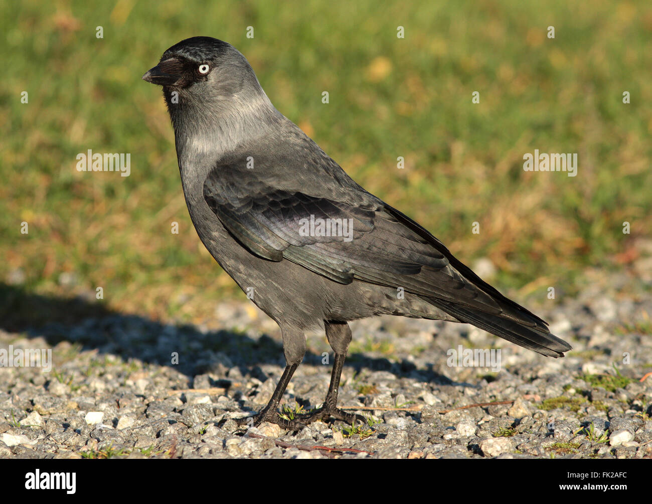 Western jackdaw, Coloeus monidula in piedi sul terreno Foto Stock