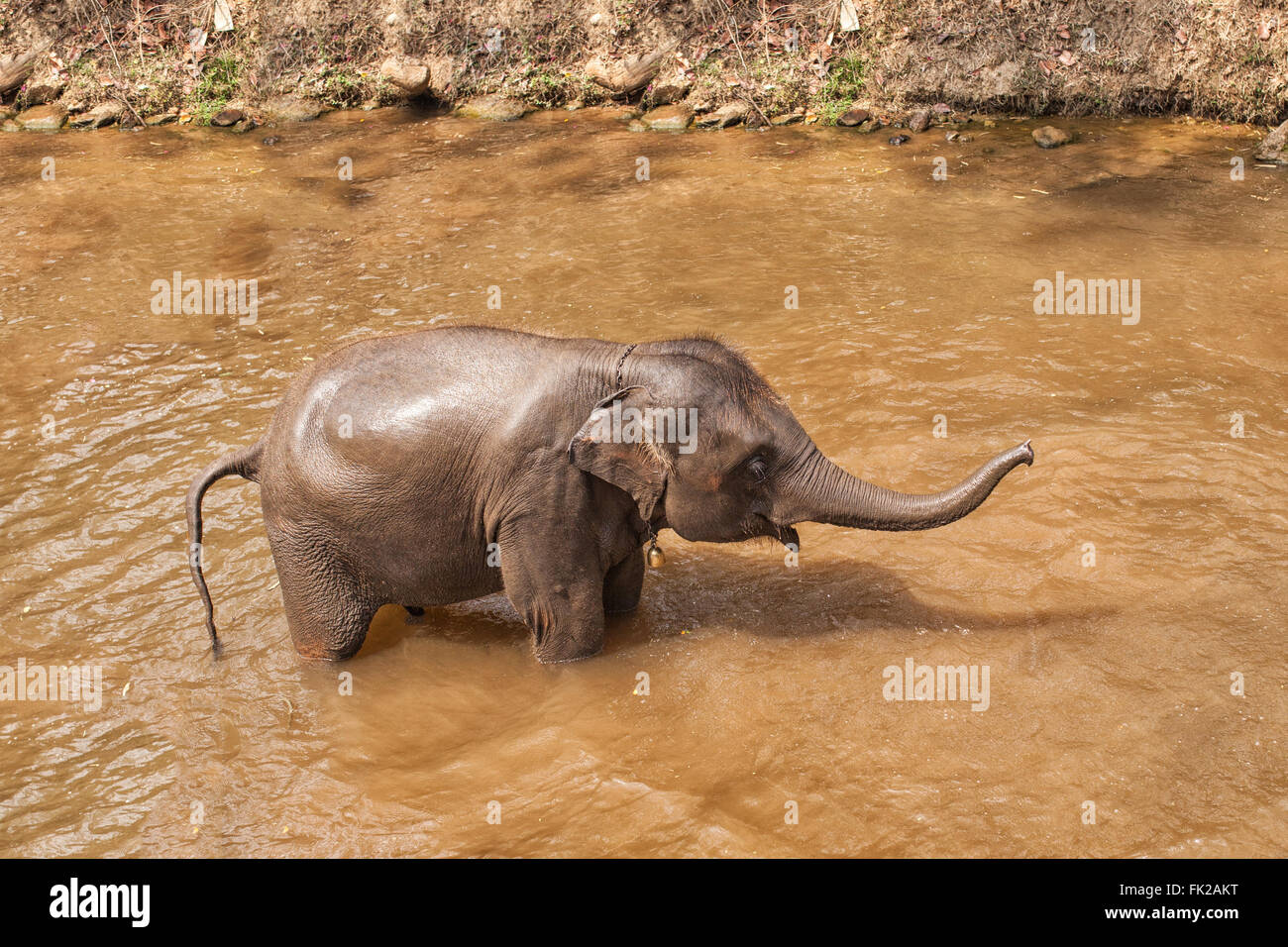 Asiatico elefante nero la balneazione nel fiume . Foto Stock