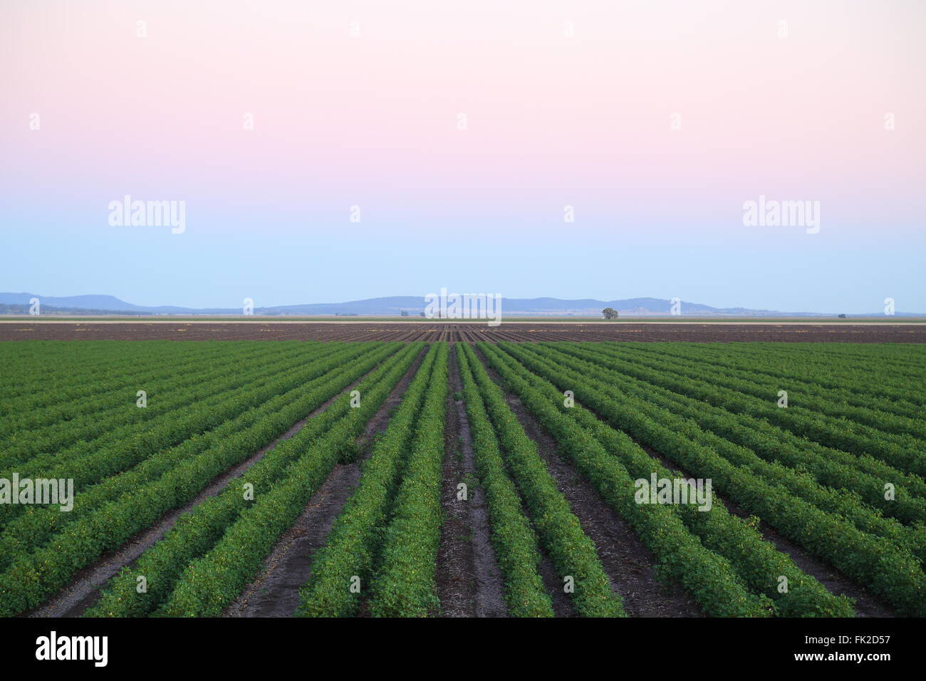 Il cotone in righe su irrigazione terreni vicino Breeza sulle pianure di Liverpool, Nuovo Galles del Sud, Australia. Foto Stock