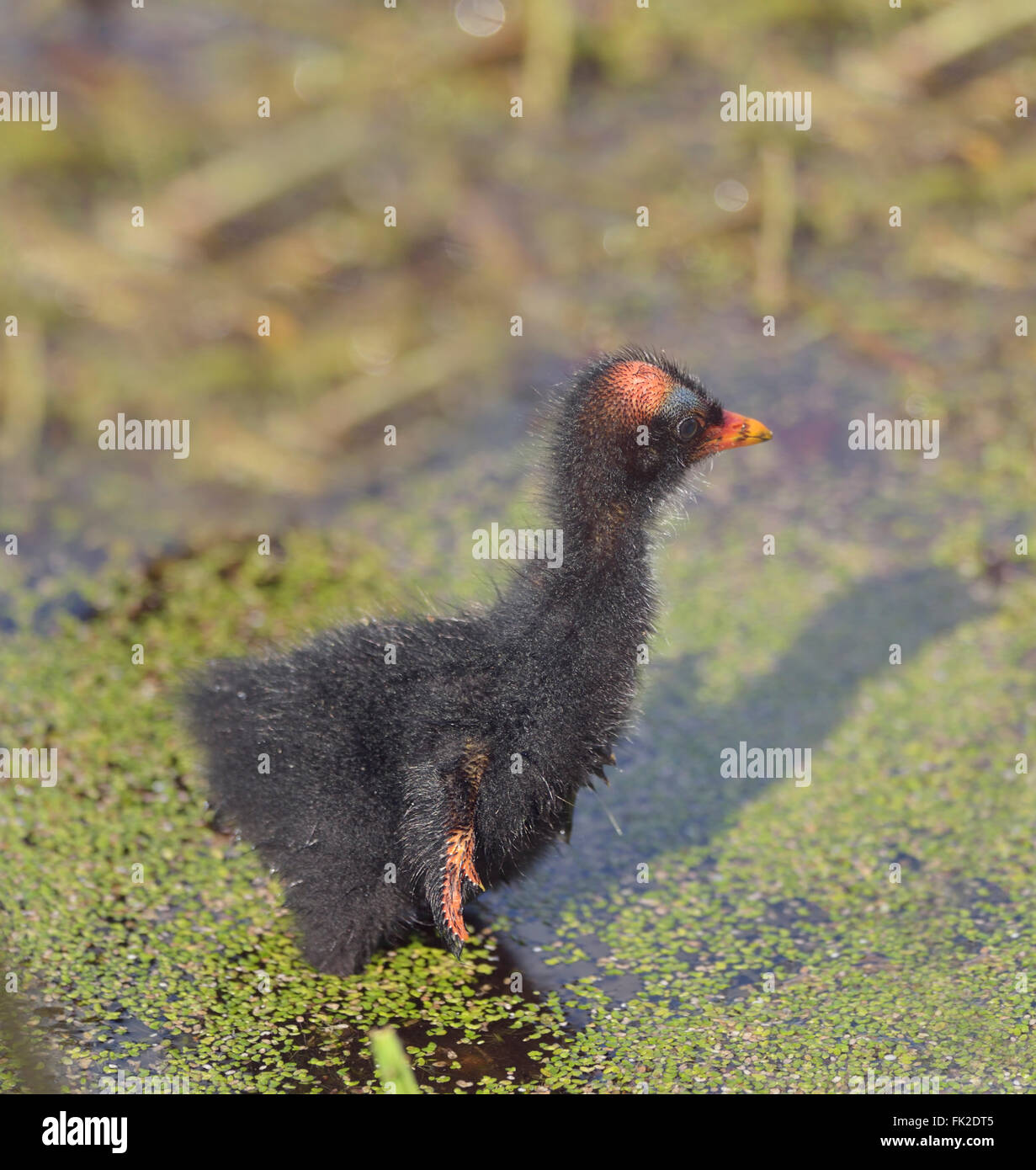 Comune pulcino Moorhen in Florida zone umide Foto Stock