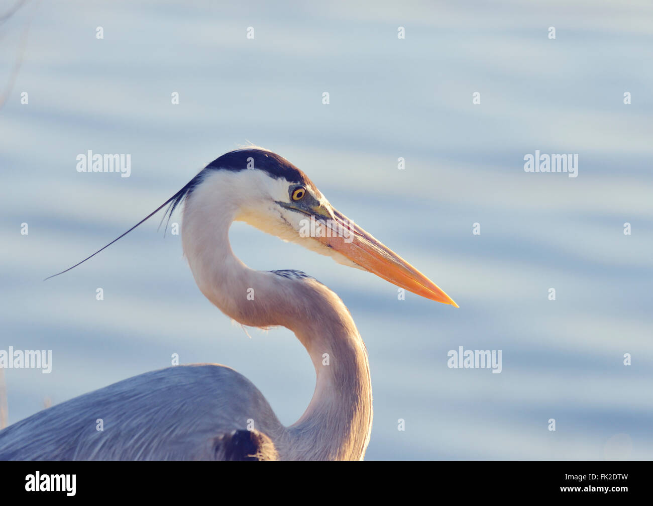 Airone blu,Immagine ravvicinata Foto Stock