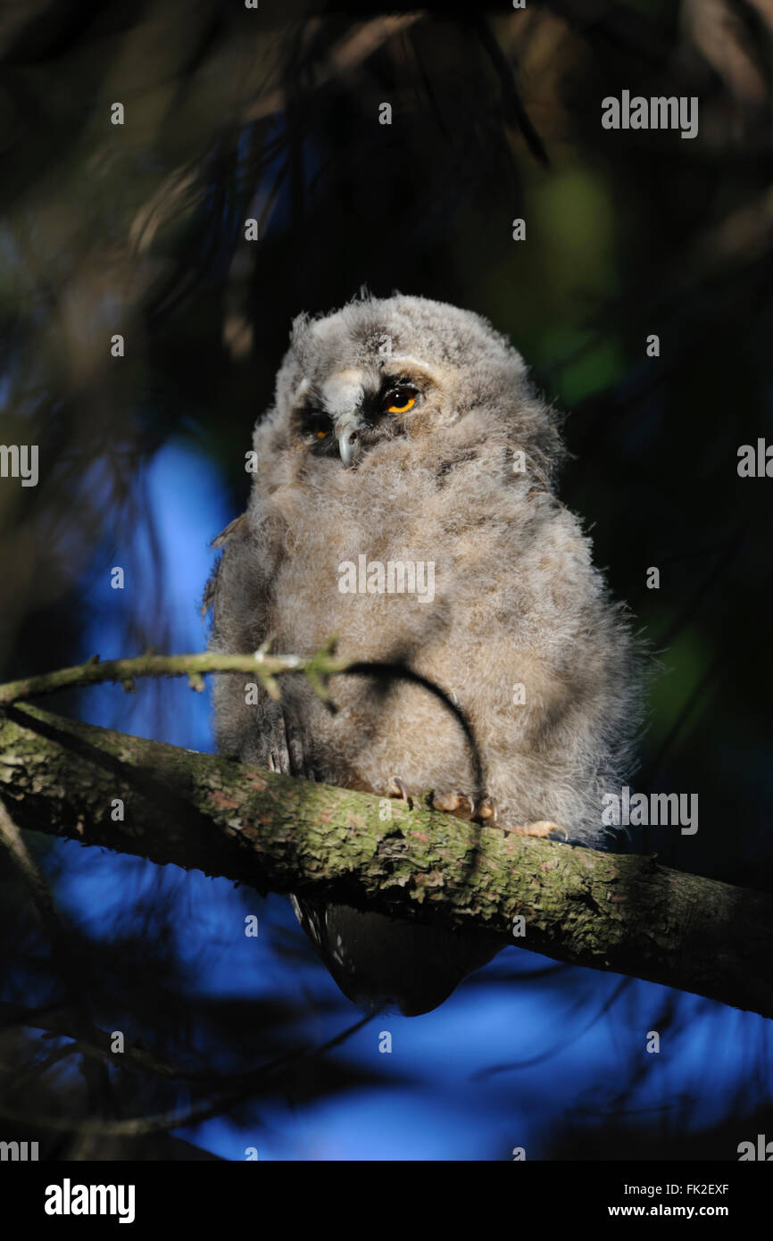 Gufo comune ( Asio otus ), giovani bird, appollaiato in un albero, in loco di primo mattino, guardando intorno, la fauna selvatica. Foto Stock