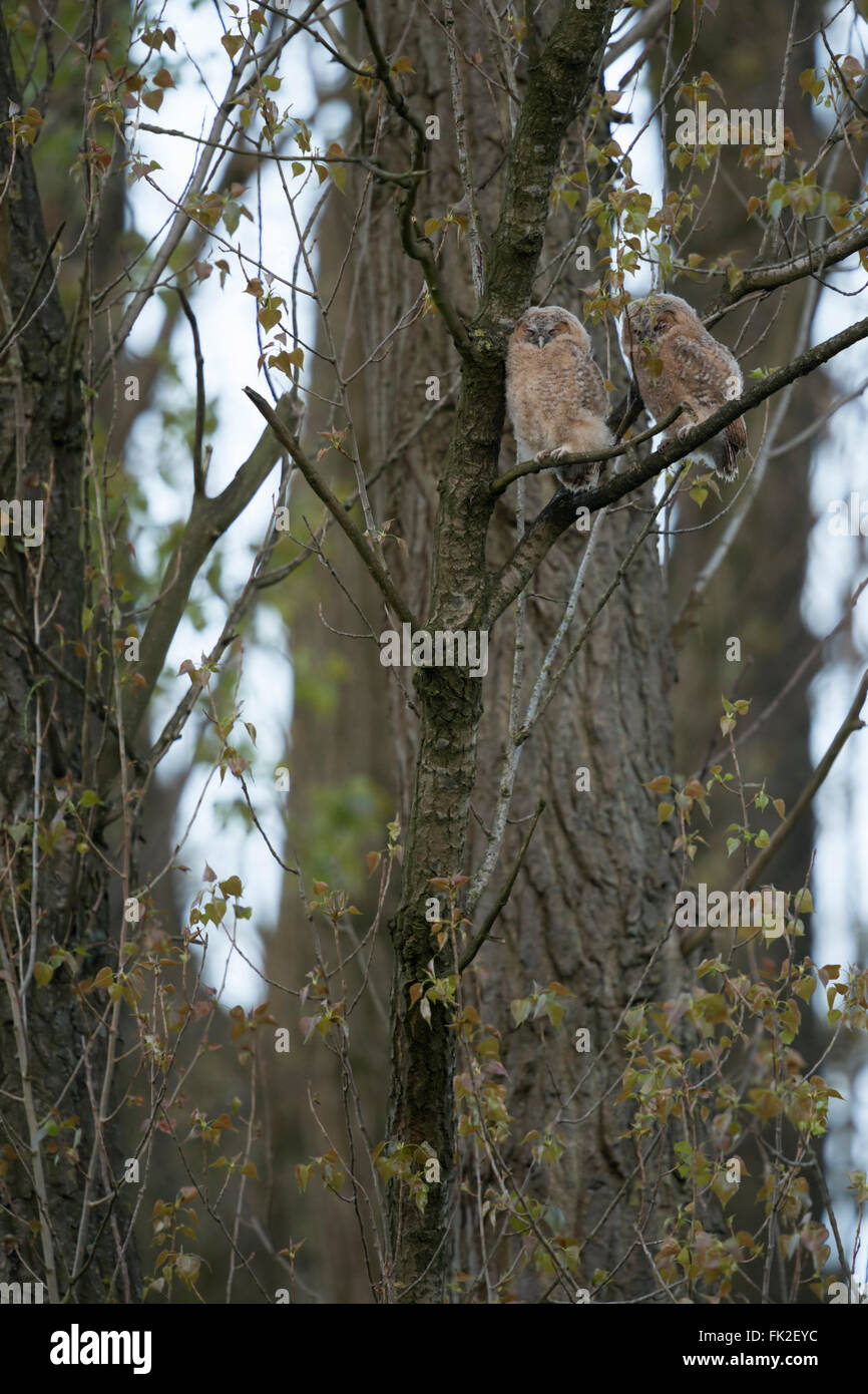 Allocchi / Waldkaeuze ( Strix aluco ), due pulcini, arroccato in alto in un albero, dormire, giorno di riposo, la fauna selvatica, Germania. Foto Stock