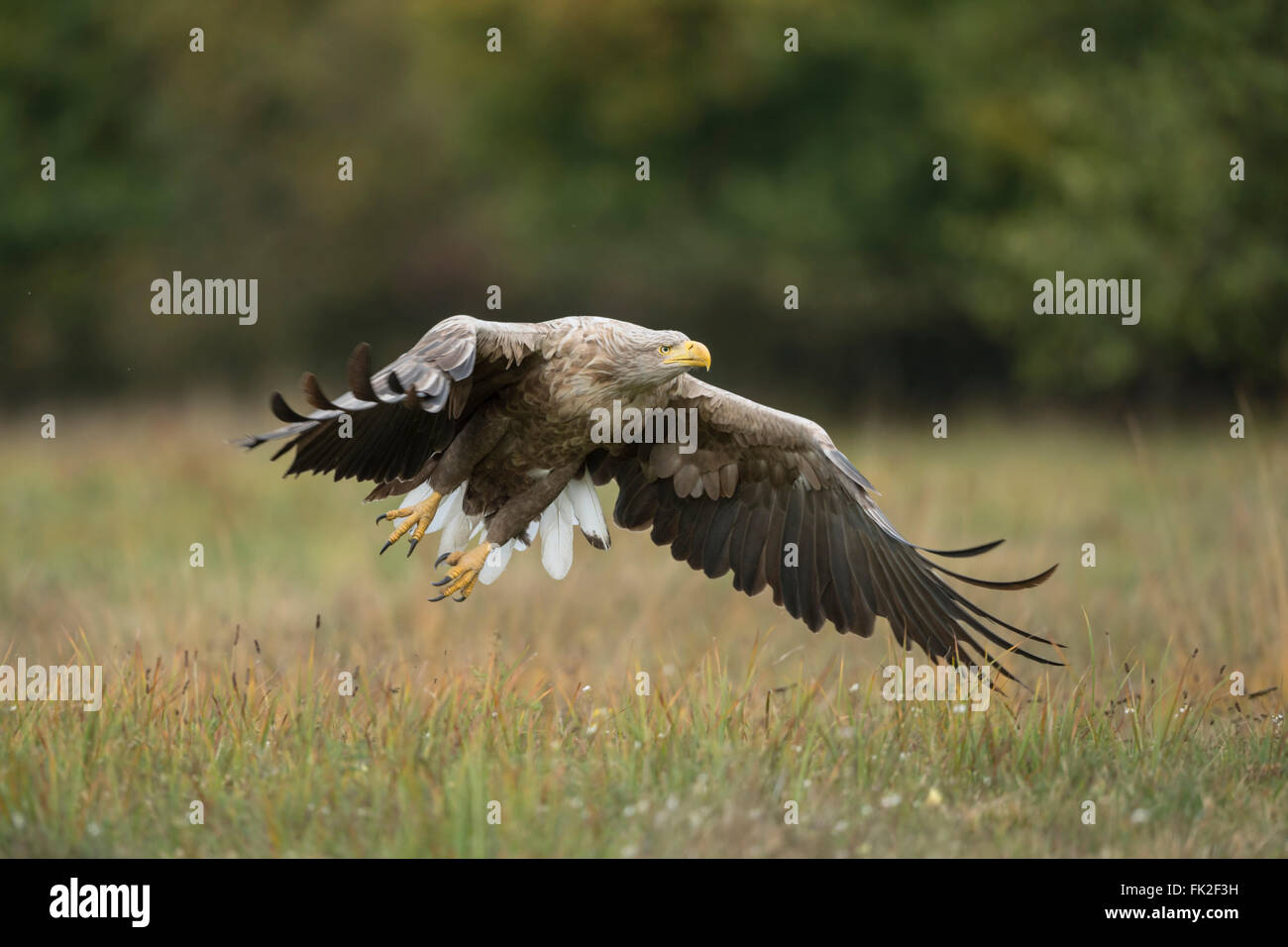 White-tailed Eagle / Sea Eagle / Seeadler ( Haliaeetus albicilla ) decolla da un prato in autunno, potente adulto, la fauna selvatica. Foto Stock