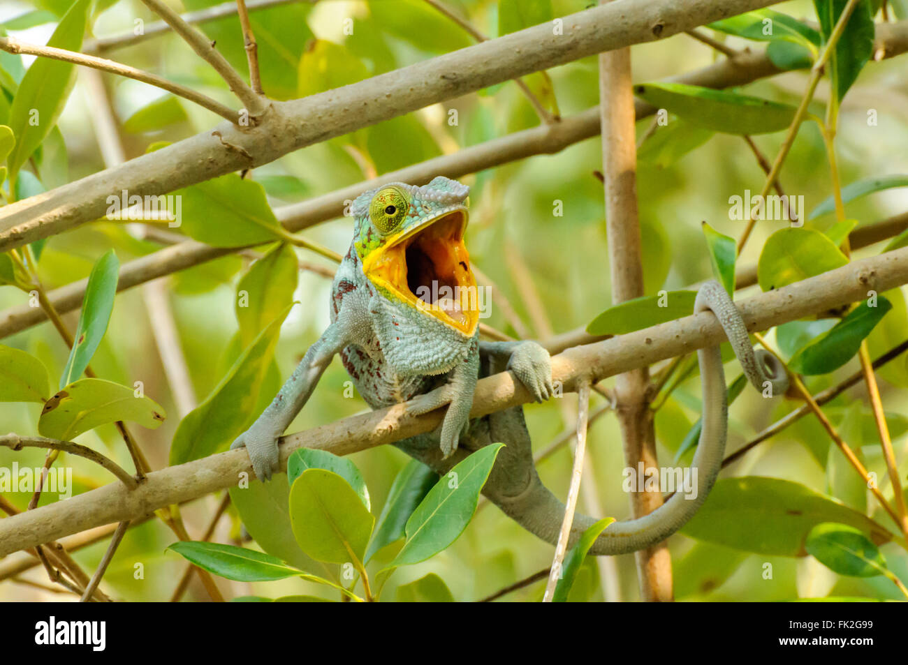 Furcifer pardalis: una pantera Chameleon appoggiata Foto Stock