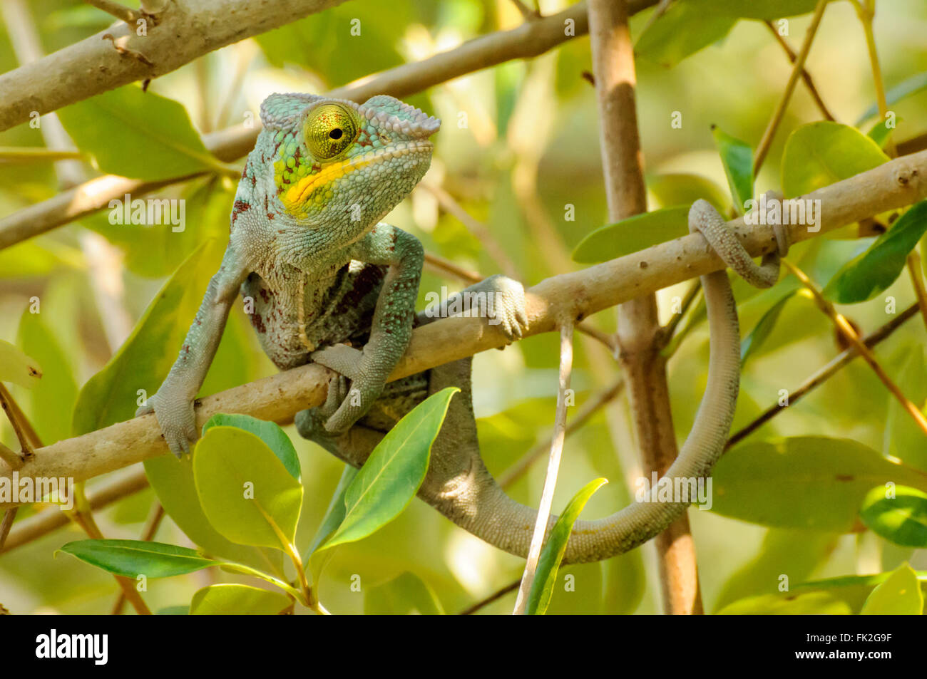 Furcifer pardalis: una pantera Chameleon appoggiata Foto Stock
