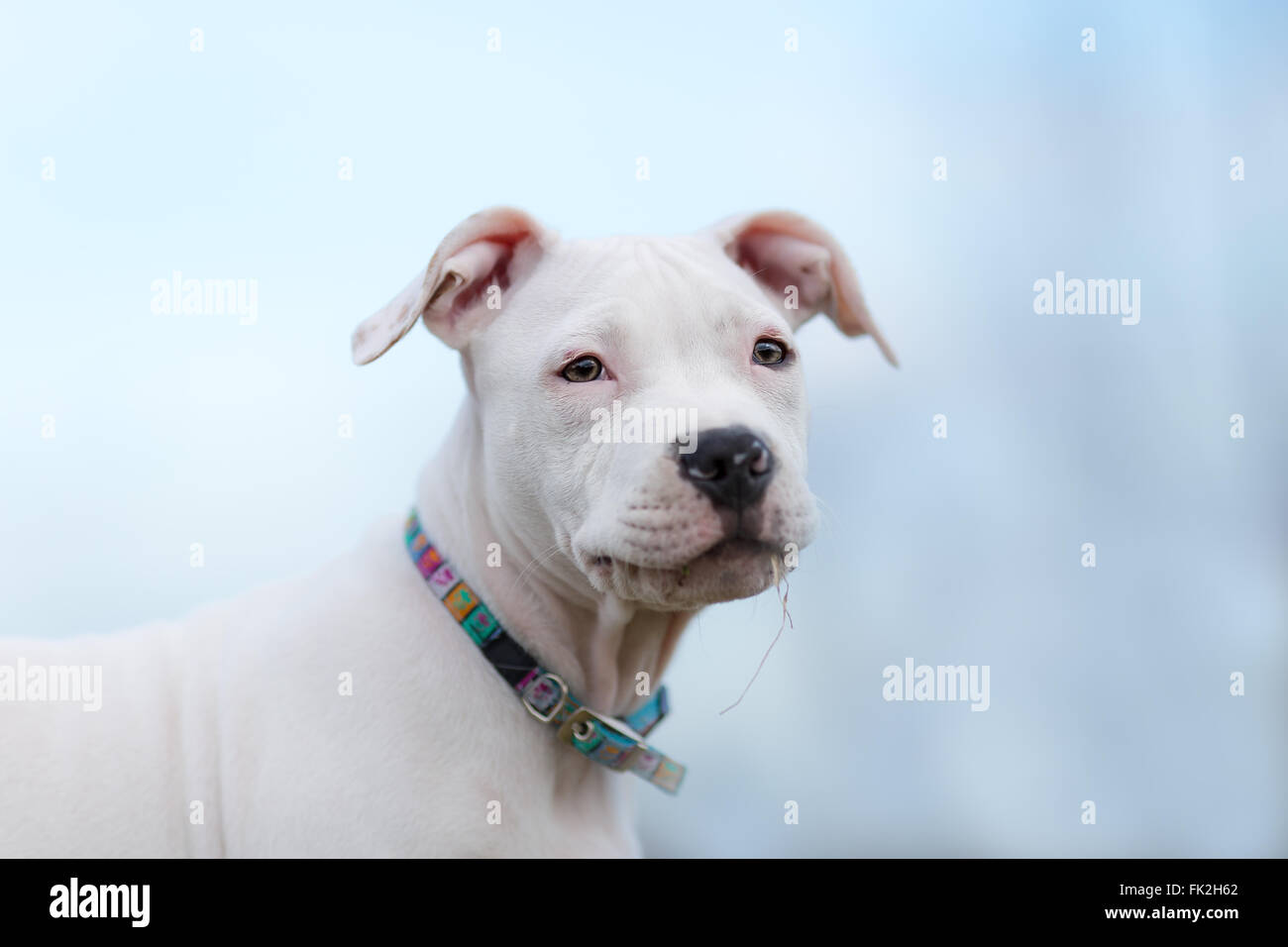 American Staffordshire terrier cucciolo ritratto Foto Stock