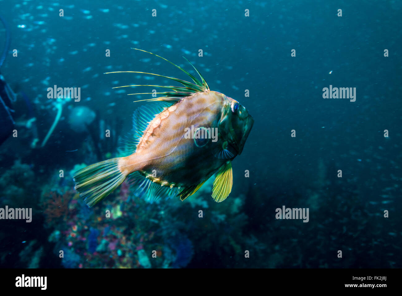 John-Dory si sta diffondendo la sua bella pinna dorsale. a pesci reef. Profondità 18m. Foto Stock