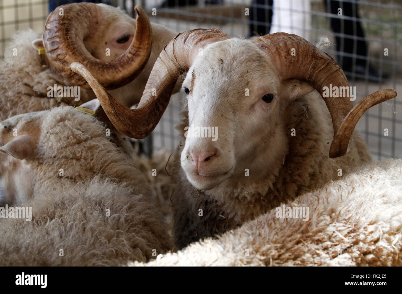 Capre a una fiera del bestiame Foto Stock