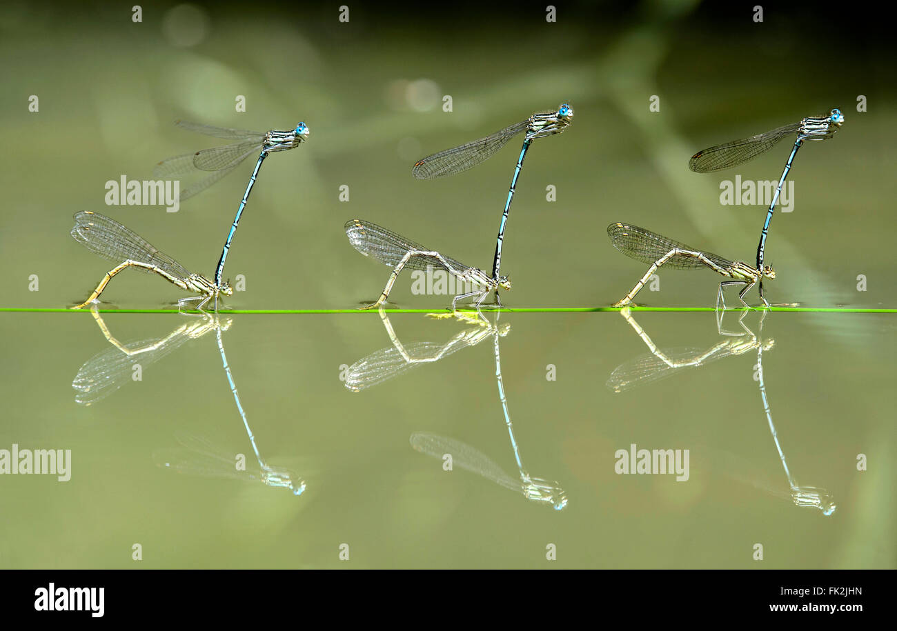 Tre Blue Featherleg damselfly (Platycnemis pennipes), la deposizione delle uova, mentre in tandem, Svizzera Foto Stock