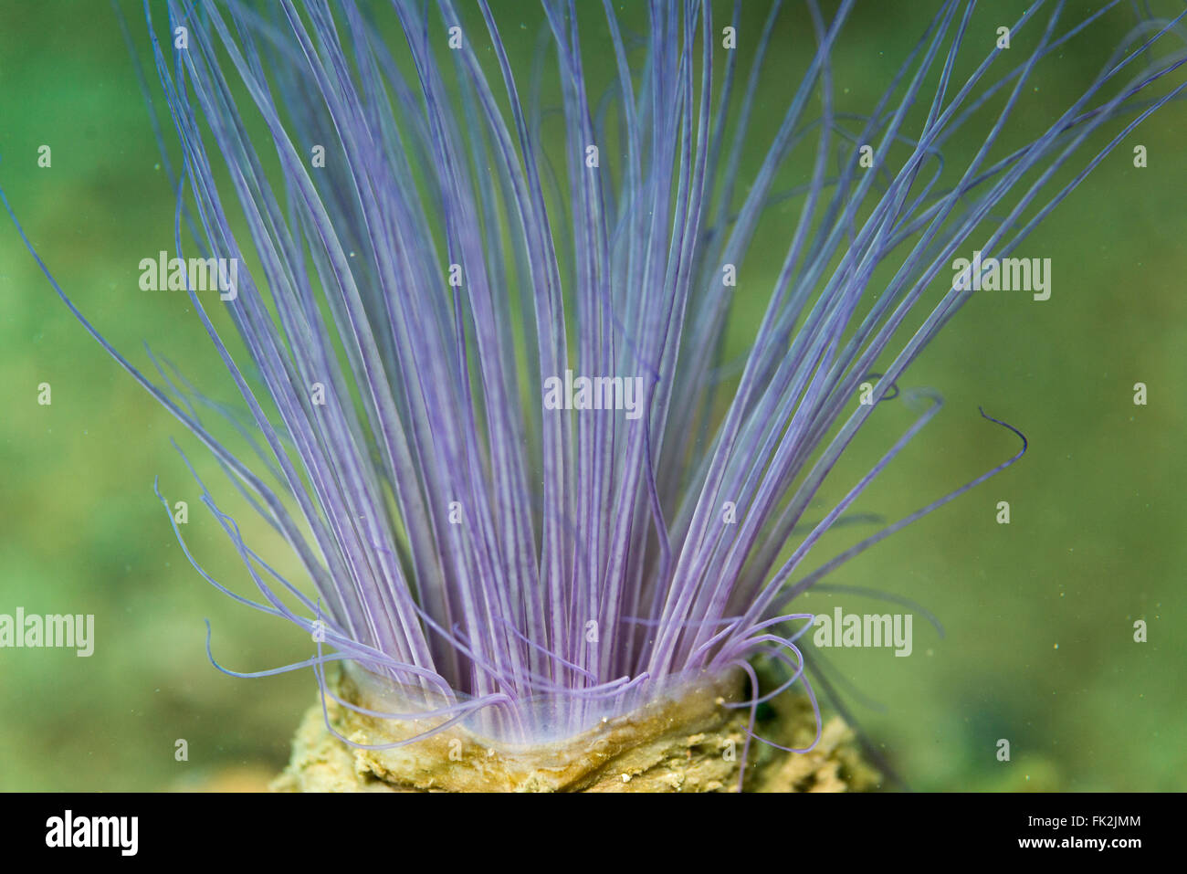 Un tubo-abitazione anemone, diffondendo i suoi tentacoli. Profondità 23m Foto Stock