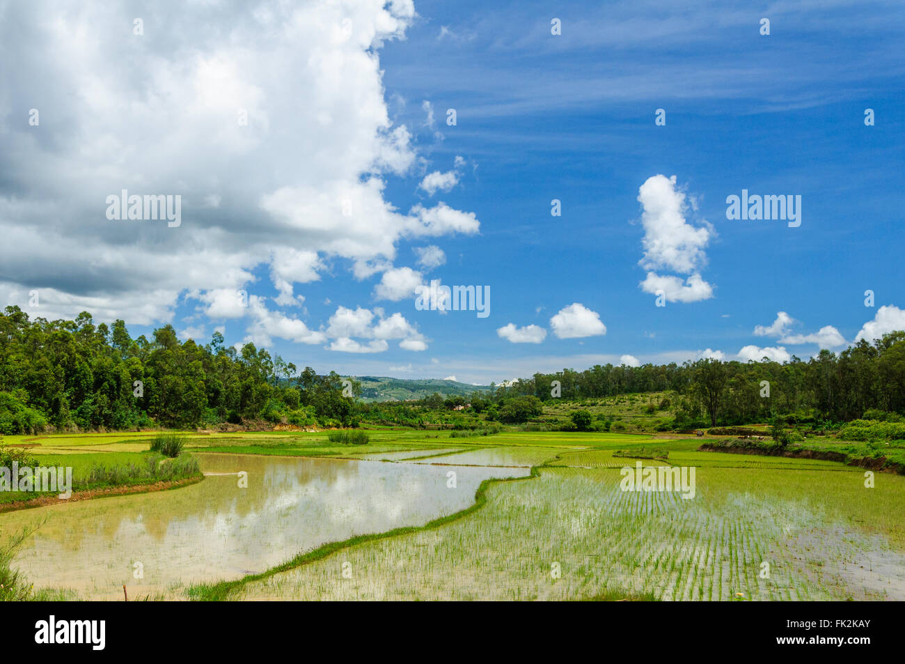Campo di riso paesaggio in Madagascar centrale Foto Stock