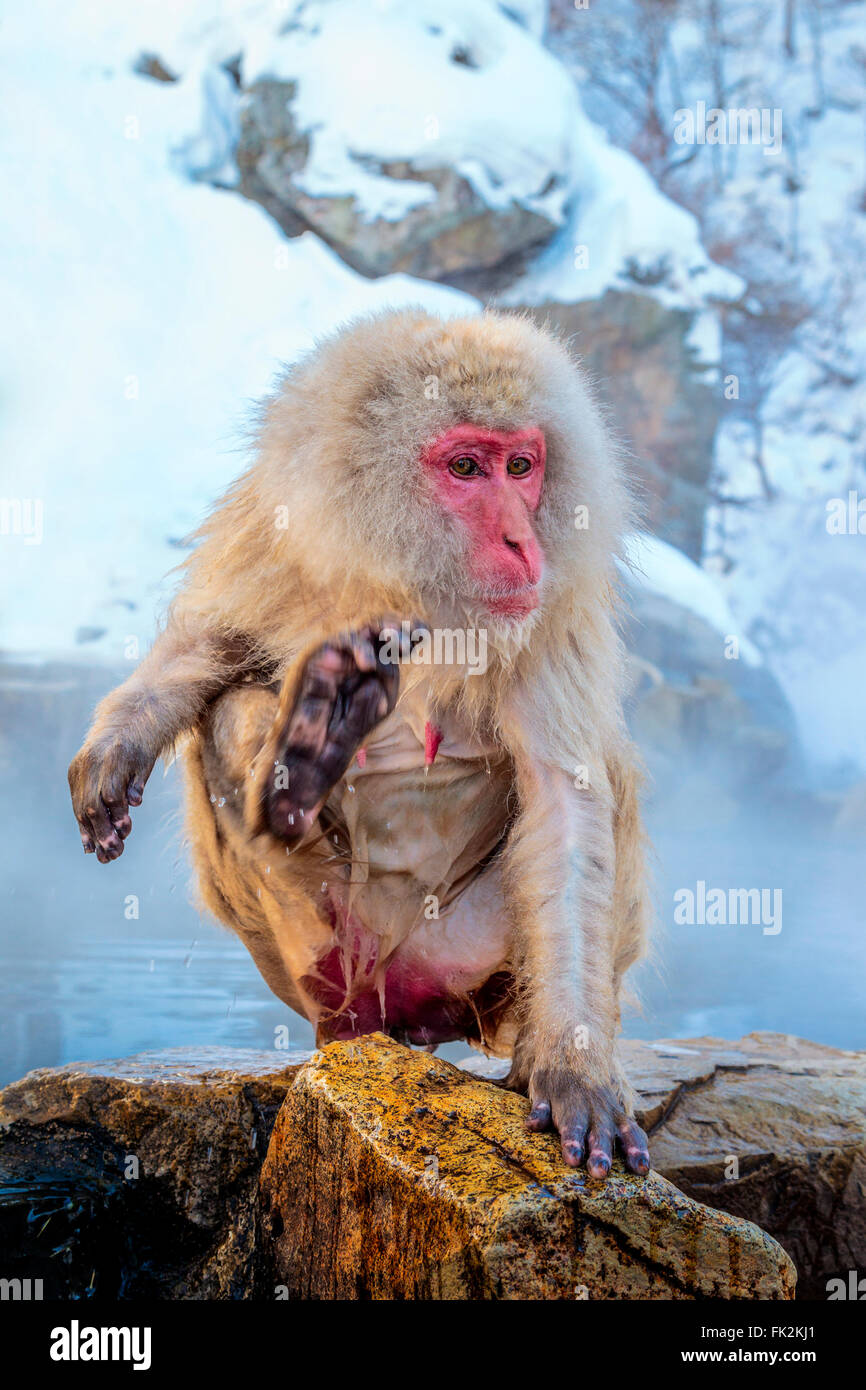 Una scimmia di neve a Jigokudani hot spring, Giappone. Foto Stock