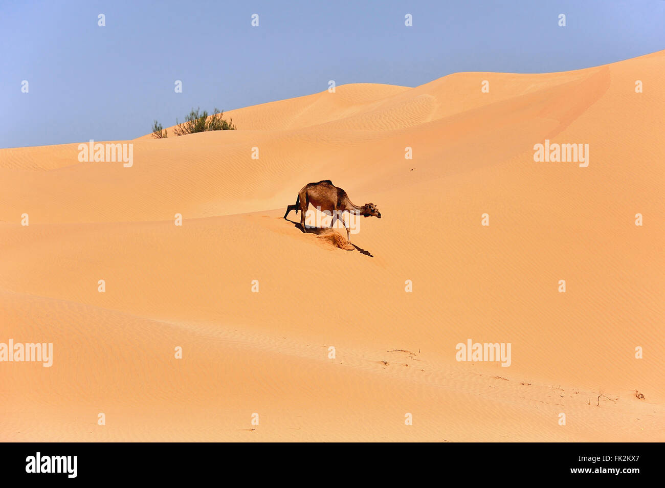 Camel camminando sulle dune del deserto Rub Al-Khali, Oman Foto Stock