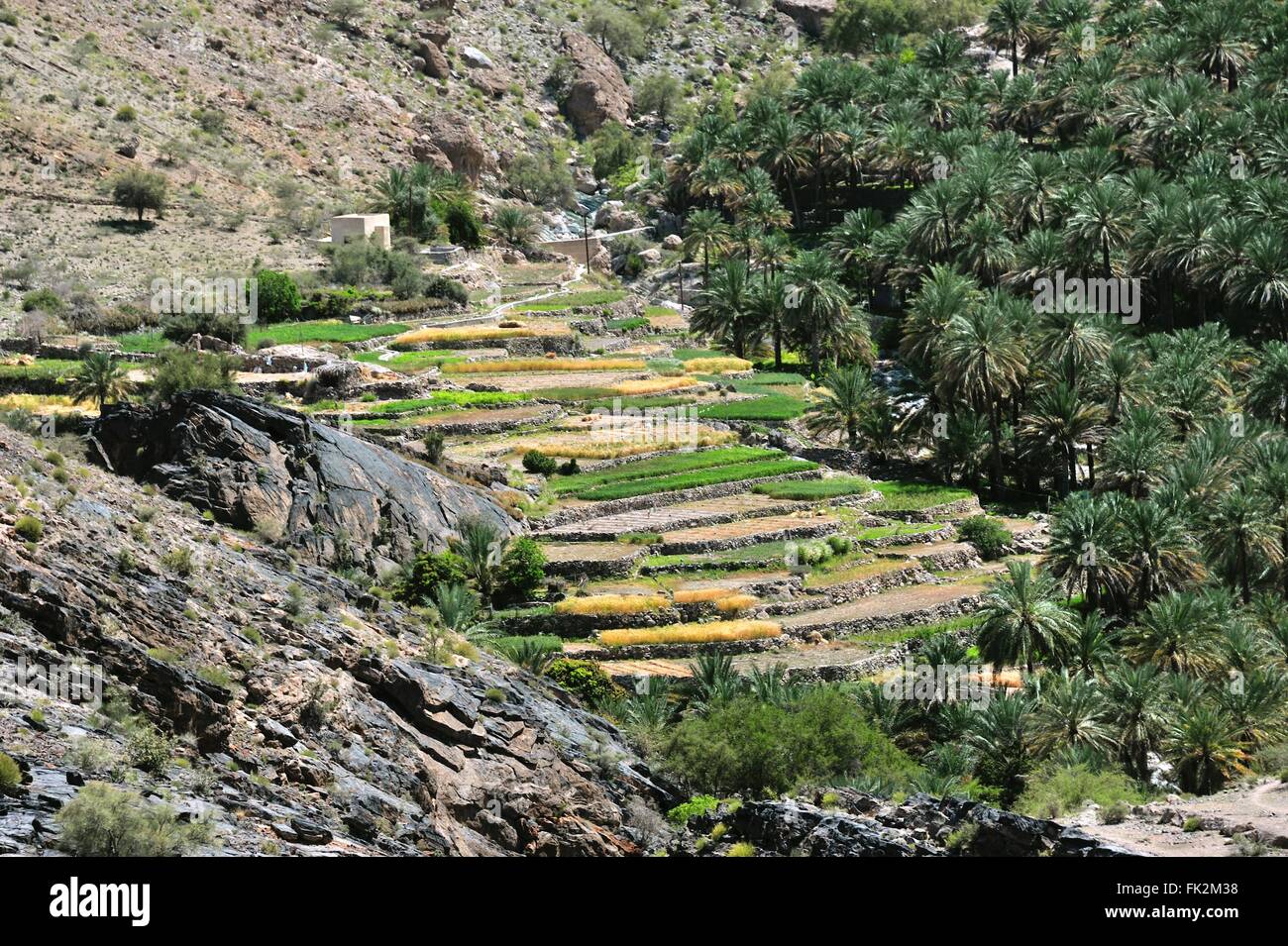 I giardini del villaggio Hat a Wadi Bani AWF in montagna Jebel Akhdar con giardino terrazze e campi di riso, Oman Foto Stock