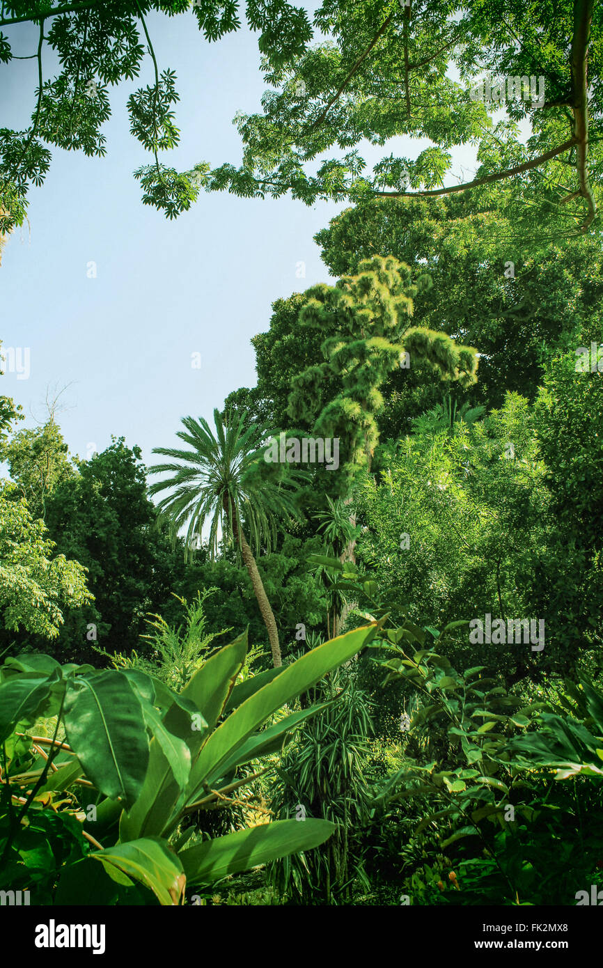 Una giungla tropicale, rain forest Foto Stock