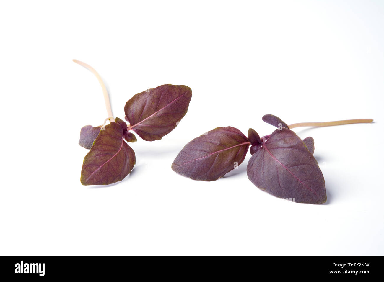 Rosso fresco di foglie di basilico su sfondo bianco Foto Stock