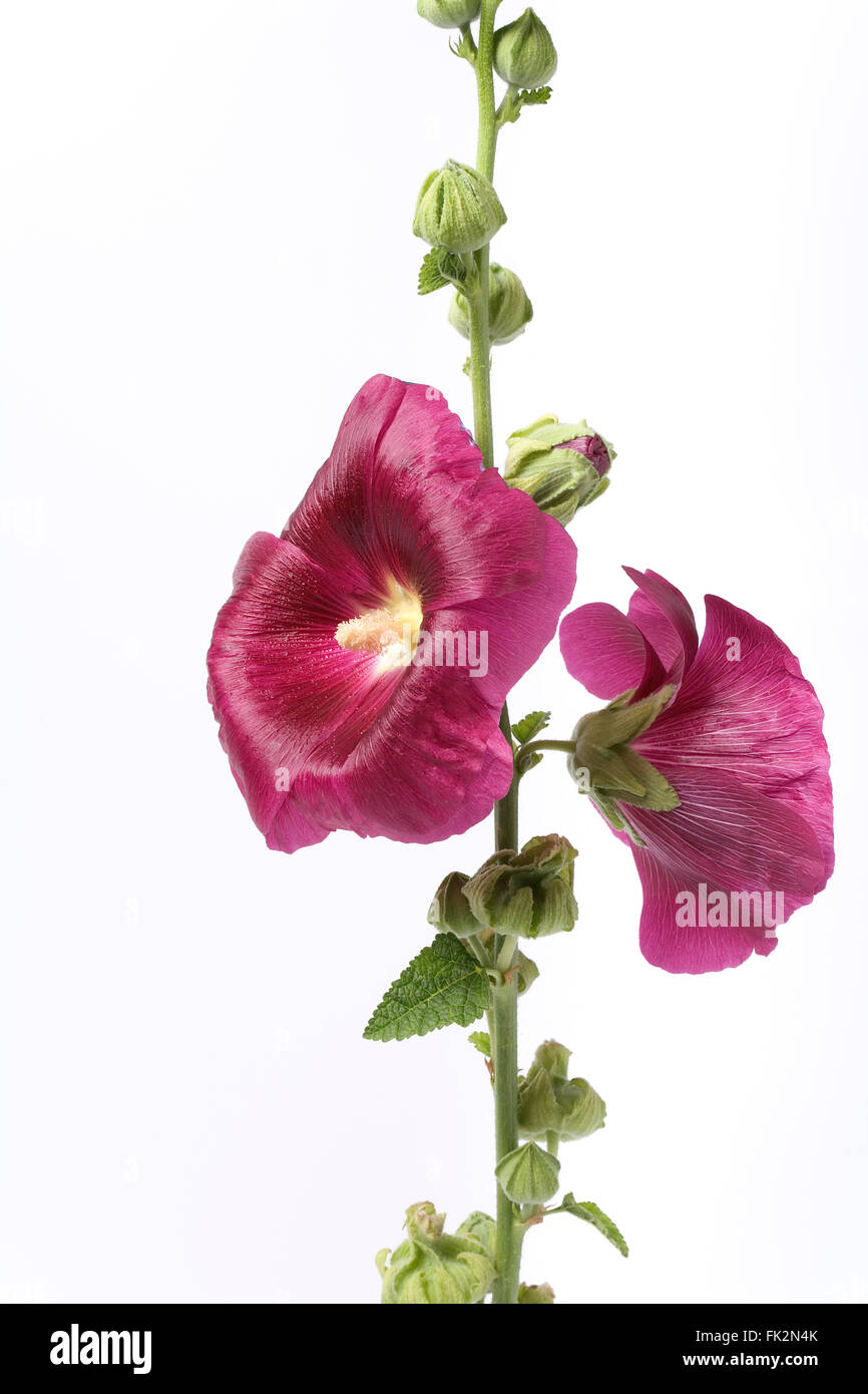 Hollyhock fresco con fiori viola su sfondo bianco Foto Stock