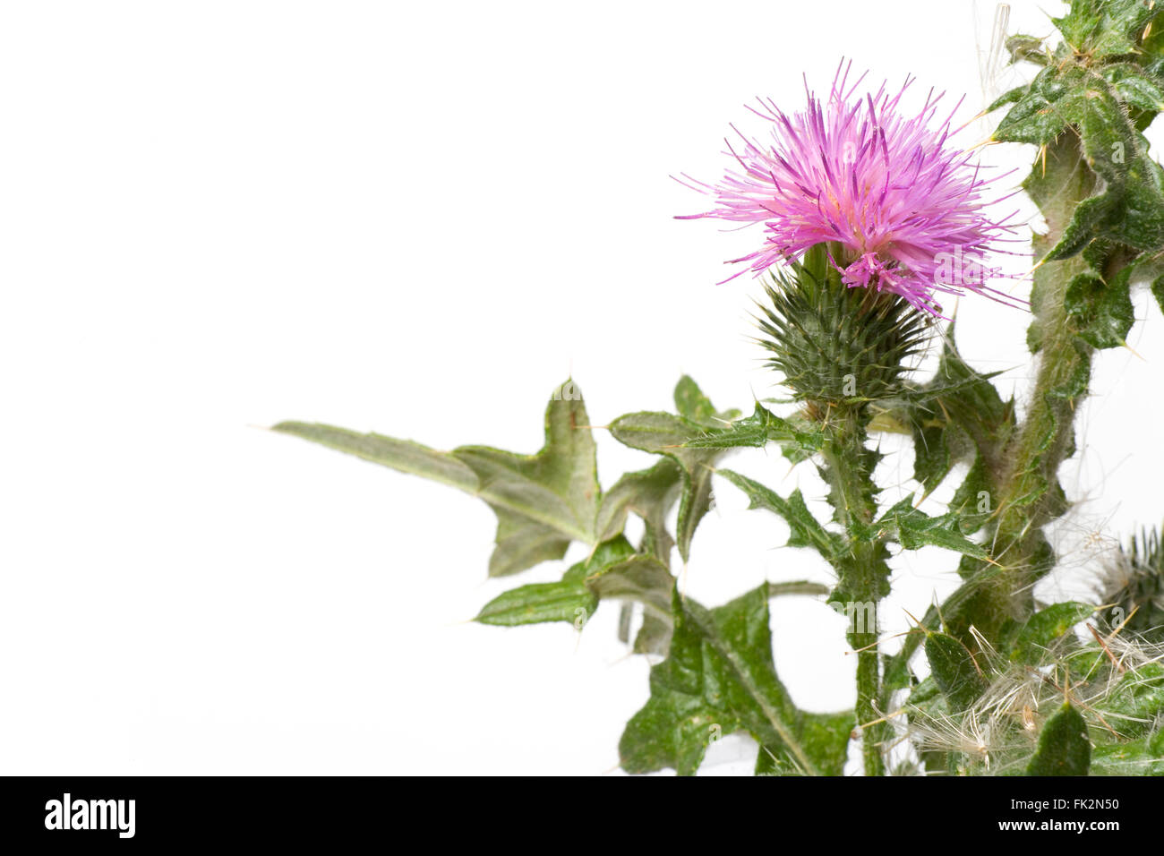 Scotch Thistle con fiore viola su sfondo bianco con una stanza per il testo Foto Stock