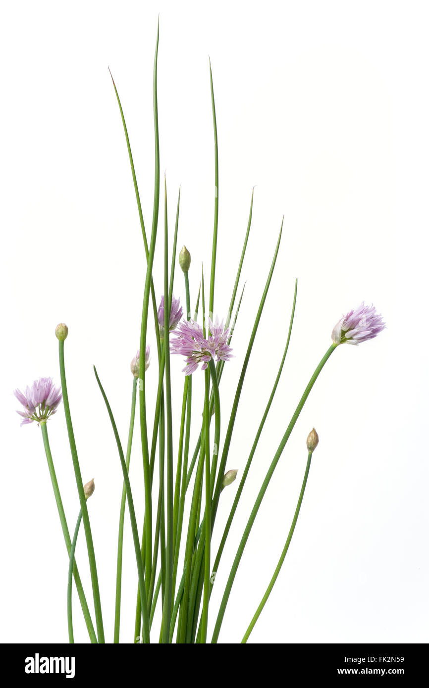 Erba cipollina con fiori viola su sfondo bianco Foto Stock
