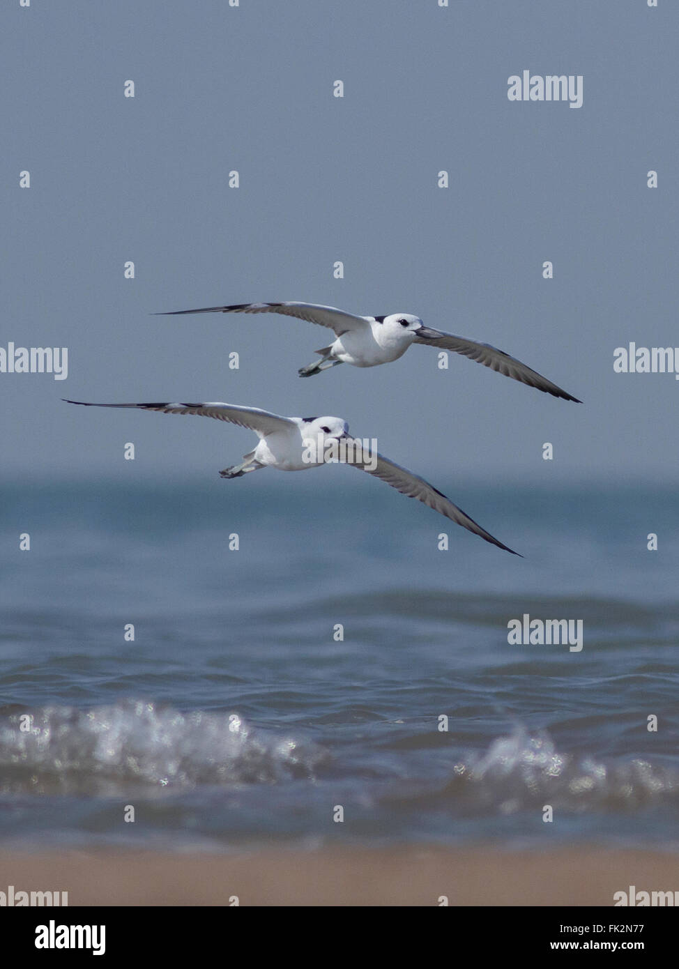 Plovers granchio (Dromas ardeola) in volo , Jamnagar, Gujarat, India Foto Stock