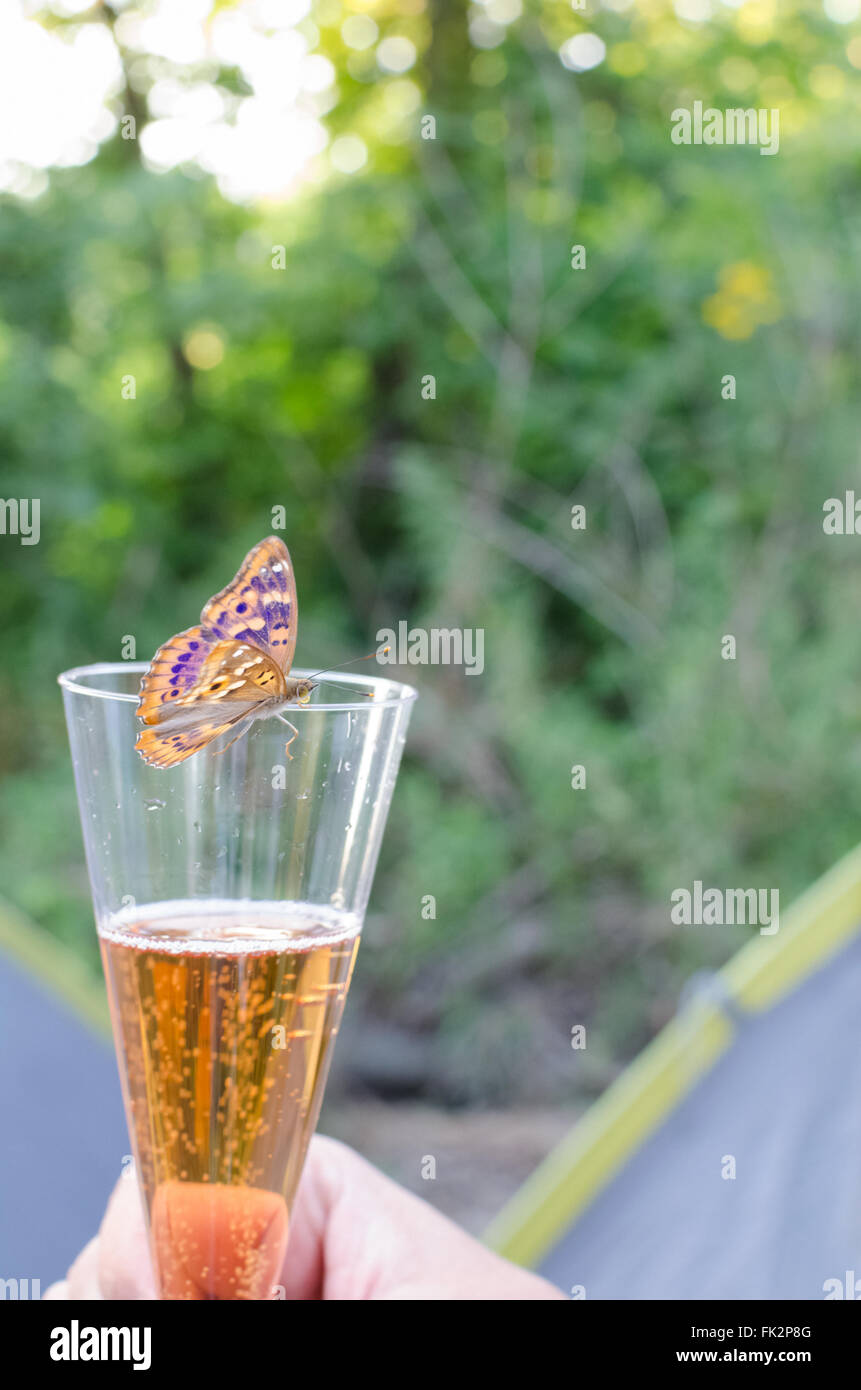 Freyer viola dell imperatore Butterfly bere vino spumante in verticale Foto Stock