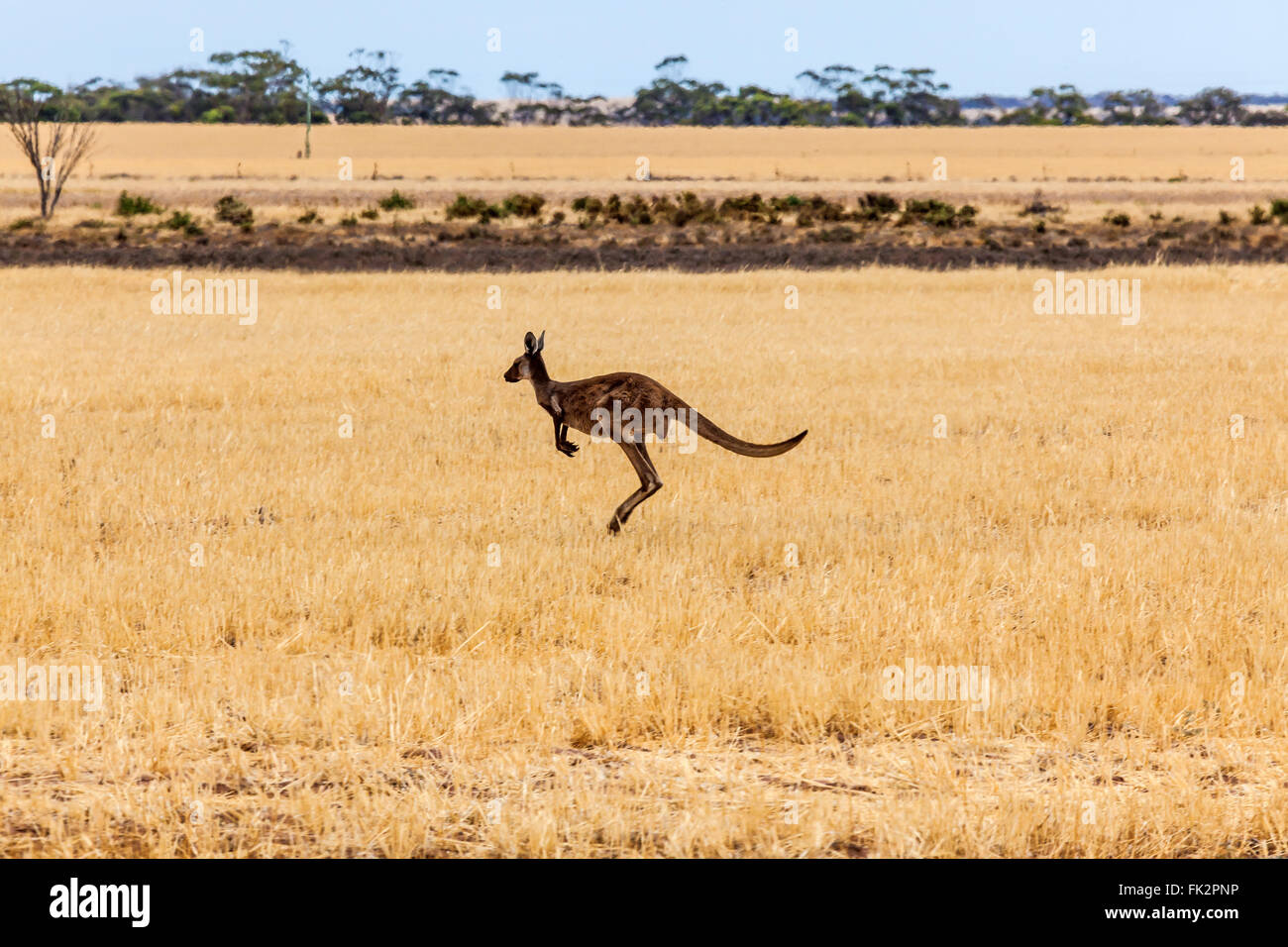 Kangaroo crossing raccolte campo, Western Australia. Foto Stock