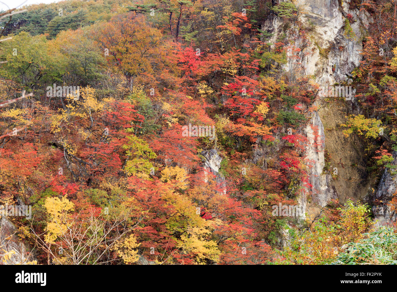 La forra Naruko Foglie di autunno nella stagione autunnale, Giappone Foto Stock