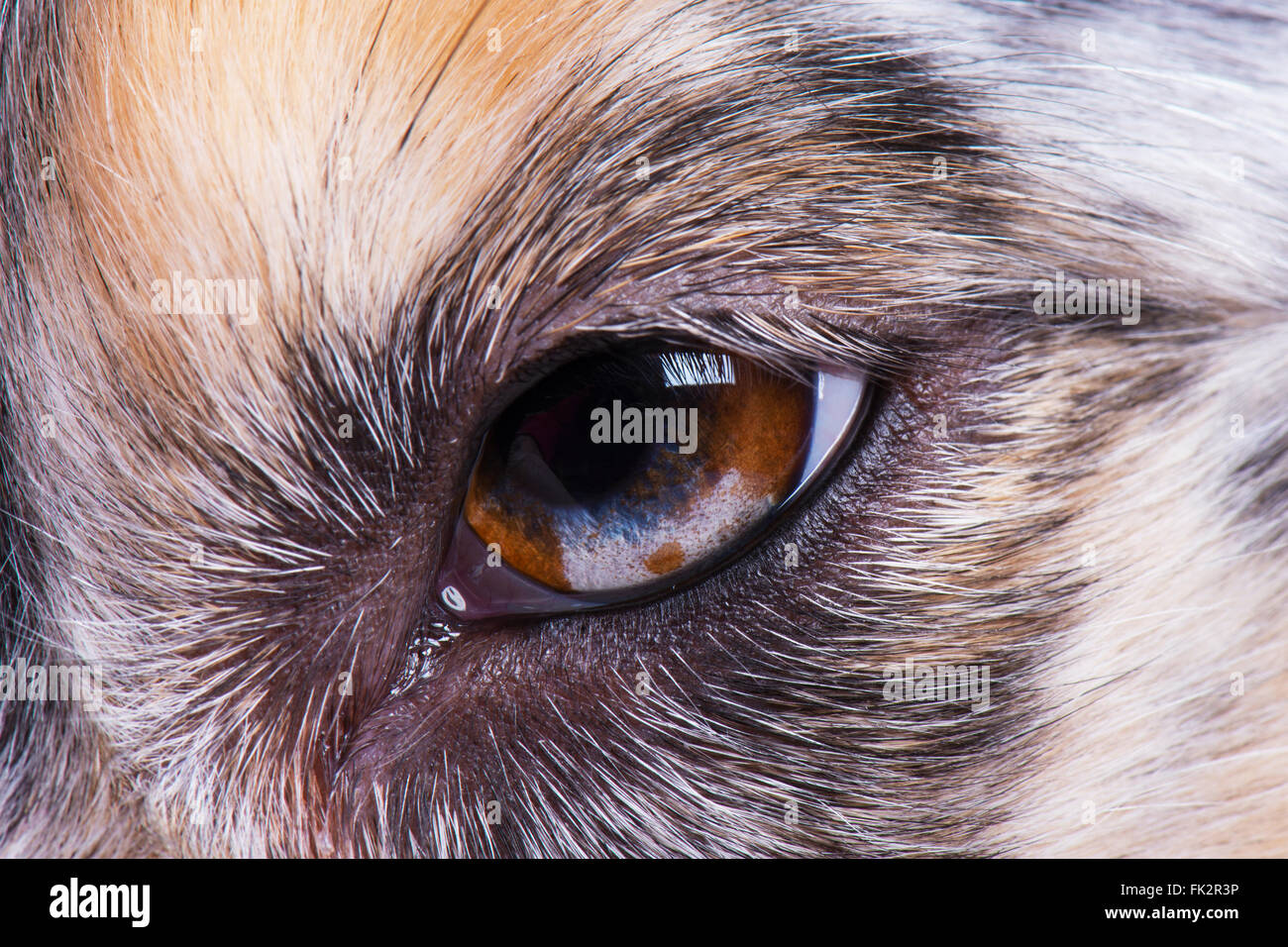 Pastore australiano cane Close-up di occhio Foto Stock
